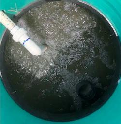 Sewage Treatment and Disposal System