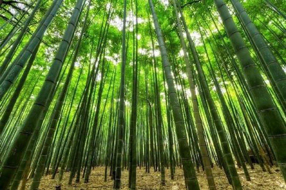 Bamboo Forest 850 ml fragrance oil for ScentBeat 