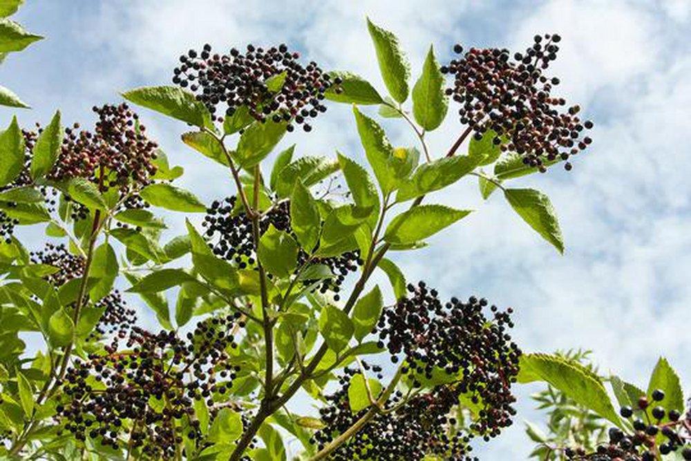 Black Elderwood 850 ml fragrance oil for ScentBeat 