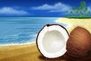 Coconut Beach 850 ml fragrance oil 
