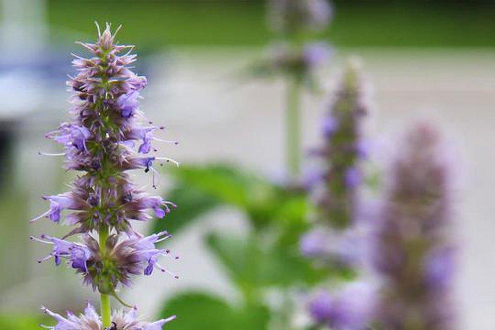 Pandemonium Patchouli 150 ml fragrance oil for ScentBeat 