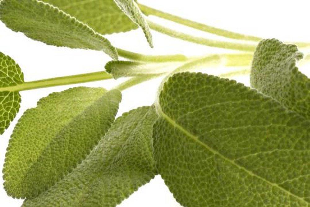 Sage & Citrus 850 ml fragrance oil for ScentBeat 