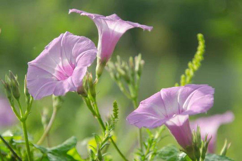 Spring Bloom 850 ml fragrance oil for ScentBeat 