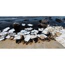 15x18 in. Heavyweight Absorbent Pads in White (Pack of 100) 