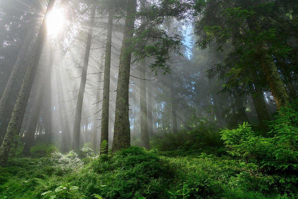 Alpine Forest 100 ml Fragrance Oil 