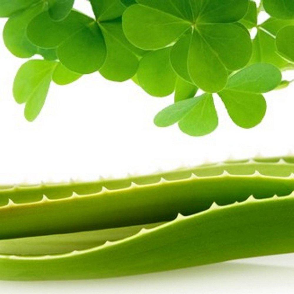 Clover Garden 100 ml Fragrance Oil 