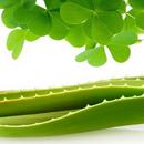 Clover Garden 100 ml Fragrance Oil 