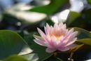 Day In The Sun 100 ml Fragrance Oil 