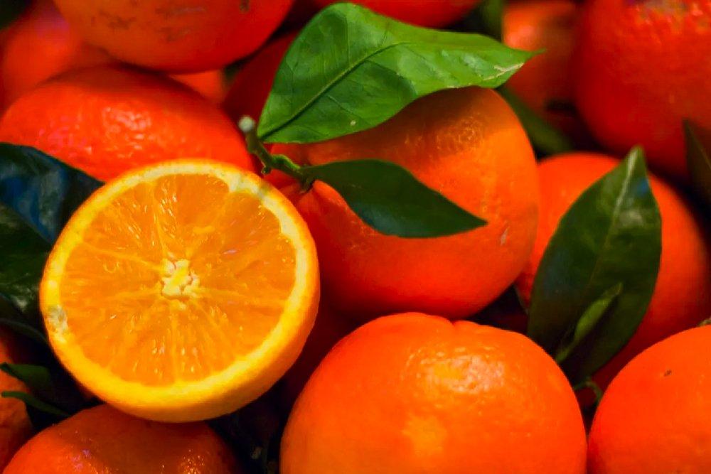 Florida Orange Grove 100 ml Fragrance Oil 