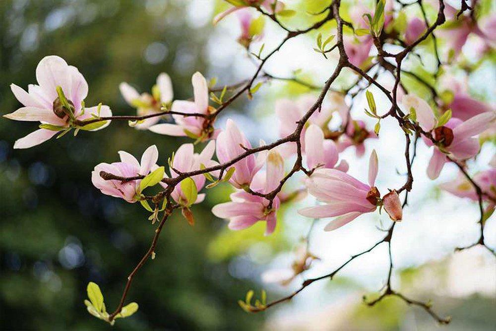 Magnolia Orange Blossom 100 ml Fragrance Oil 