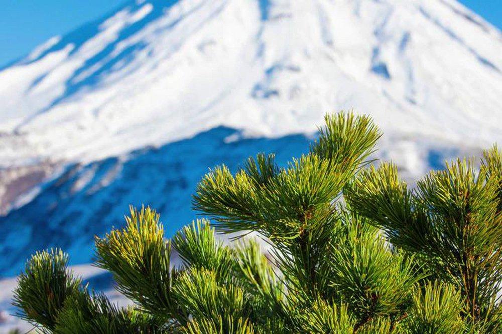 Mountain Lodge 100 ml Fragrance Oil 