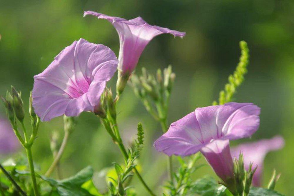 Spring Bloom 100 ml Fragrance Oil 