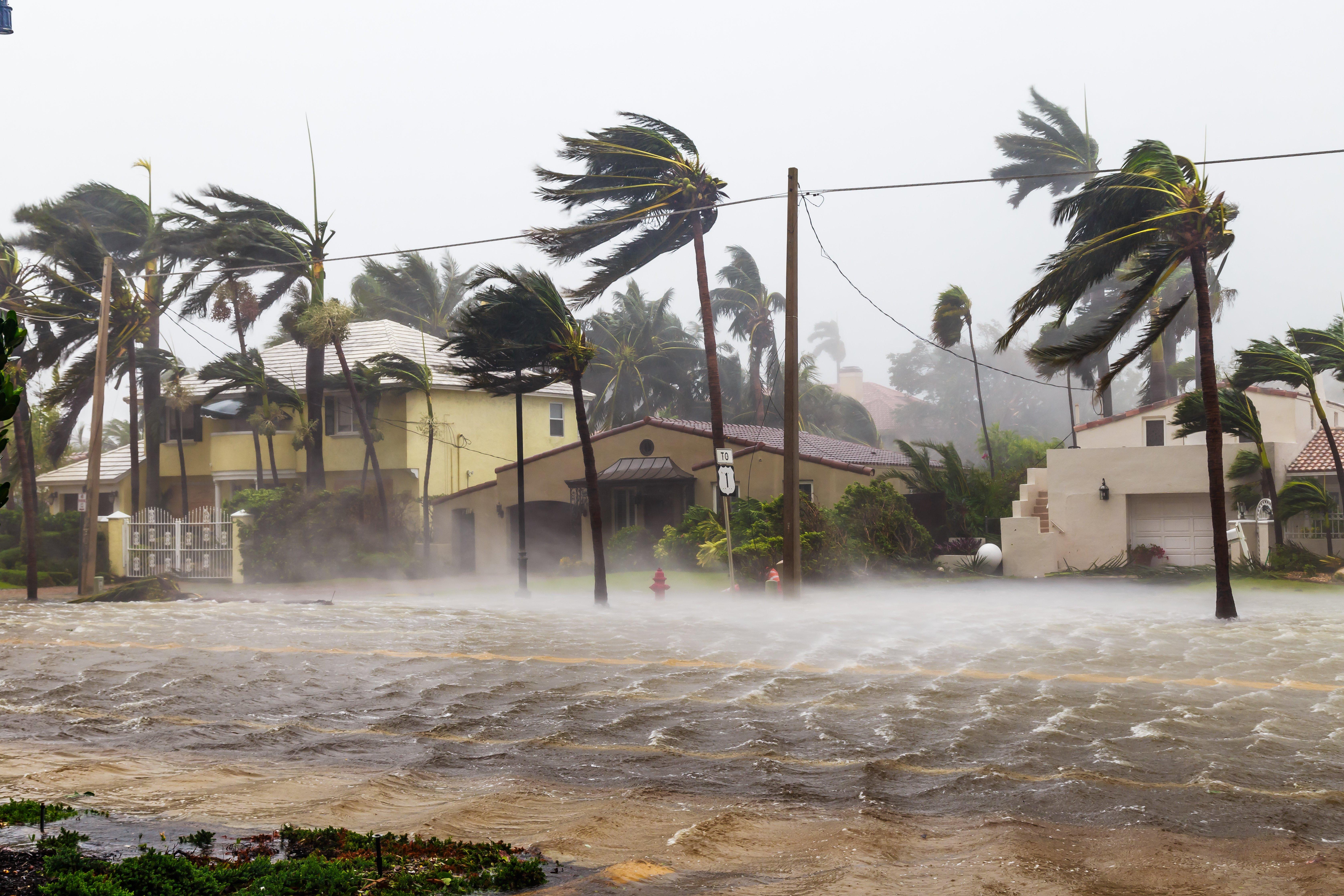 Hurricane-force winds blow palm trees in a residential neighborhood.