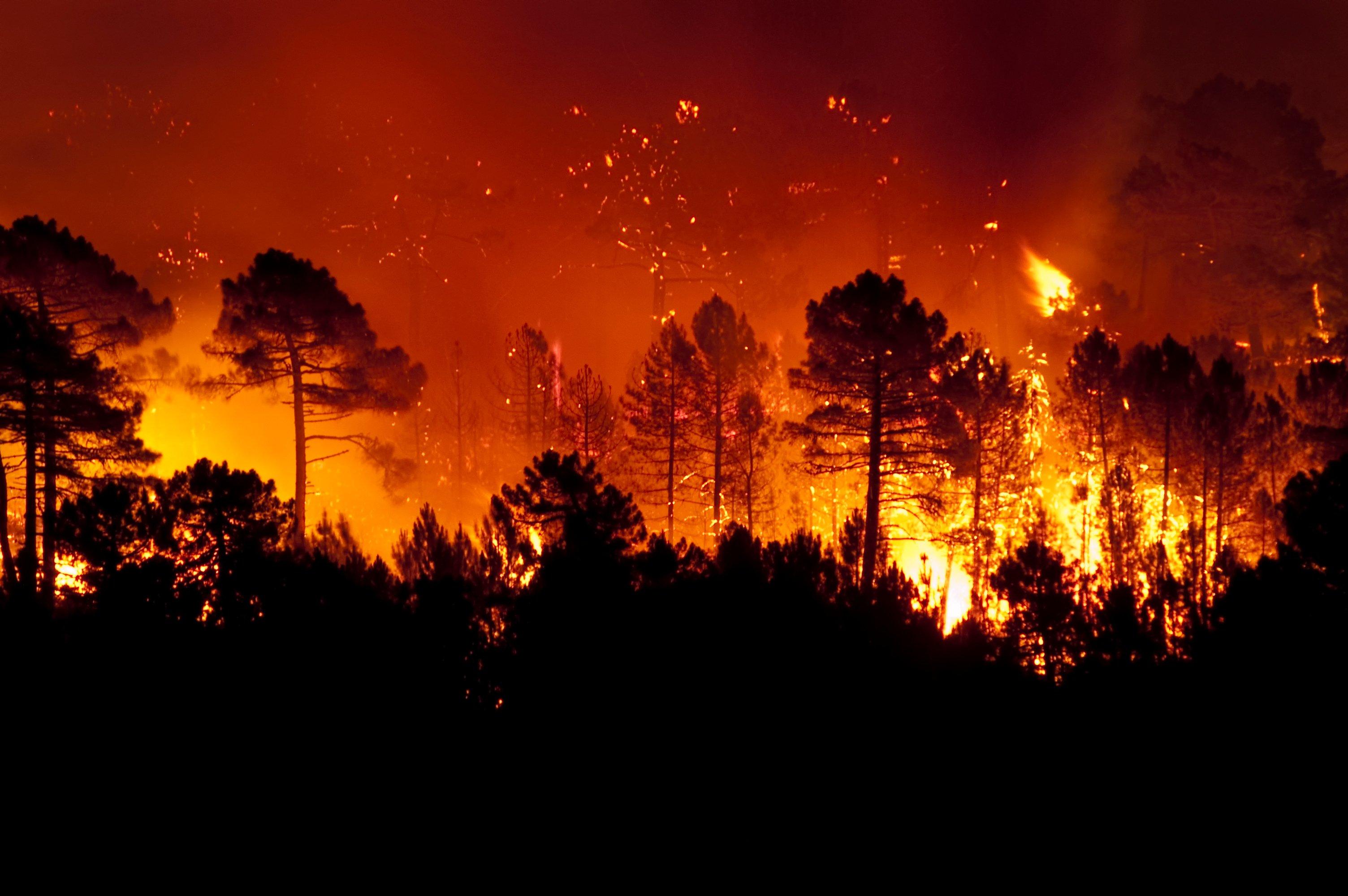 A wildfire rages in a wooded area.