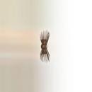 Troy-CSL Lighting Tide Pool Bronze 7-1/2 in. 60W 2-Light Wall Sconce 