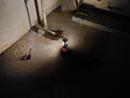 Milwaukee&reg; LED Latern/Flood Light 