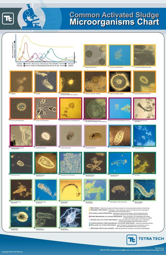 Activated Sludge Microorganism Chart 