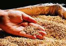 4 cf Bag of Vermiculite